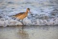 Marbled Godwit in surf