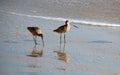 Marbled Godwit, (Limosa fedoa) Crystal Cove State Park Beach.