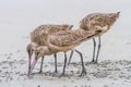 Marbled Godwits Royalty Free Stock Photo