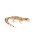 The marbled leaf-toed gecko on white