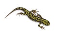 Marbled Newt - Triturus marmoratus Royalty Free Stock Photo