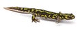 Marbled Newt - Triturus marmoratus Royalty Free Stock Photo