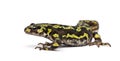 Marbled Newt - Triturus marmoratus Royalty Free Stock Photo