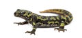 Marbled newt, Triturus marmoratus, isolated Royalty Free Stock Photo