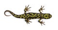 Marbled Newt - Triturus marmoratus Royalty Free Stock Photo