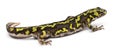 Marbled Newt - Triturus marmoratus Royalty Free Stock Photo