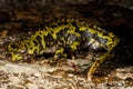 Marbled newt Triturus marmoratus in Mouruas, Orense, Spain Royalty Free Stock Photo