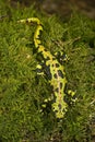 Marbled newt, Triturus marmoratus, crest, amphibian