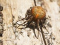 Marbled orb-weaver on a wood surface in the sunlight Royalty Free Stock Photo