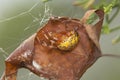 Marbled Orbweaver Spider Royalty Free Stock Photo