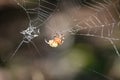 Marbled Orbweaver Spider in an Intricate Web Royalty Free Stock Photo