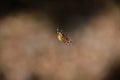 Marbled Orbweaver Spider Spinning a Web Royalty Free Stock Photo