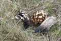 Marbled polecat among grass.