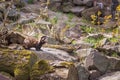 Marbled polecat, a small mammal belonging with a short muzzle and very large, noticeable ears Royalty Free Stock Photo