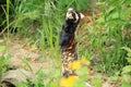 Marbled polecat