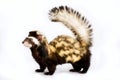 The Marbled polecat Vormela peregusna Royalty Free Stock Photo