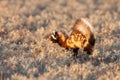 Marbled polecat (Vormela peregusna) juvenile running in natural habitats Royalty Free Stock Photo