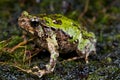 Marbled rain frog Royalty Free Stock Photo