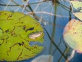 Marbled reed frog in Botswana Royalty Free Stock Photo