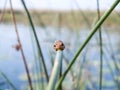 Marbled reed frog in Botswana Royalty Free Stock Photo