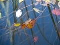 Marbled reed frog in Botswana Royalty Free Stock Photo