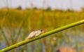 Marbled reed frog in Botswana Royalty Free Stock Photo