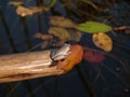 Marbled reed frog in Botswana Royalty Free Stock Photo