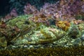 Marbled Rock fish. in Kanagawa Japan.