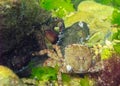 Marbled rock crab (Pachygrapsus marmoratus), crabs eat dead fish, Black Sea