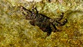 Marbled rock crab Pachygrapsus marmoratus on rocks in Crimea, Black Sea