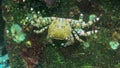 Marbled rock crab (Pachygrapsus marmoratus) on rocks in Odessa, Black Sea