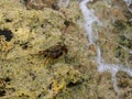 Marbled rock crab or Runner Crab Pachygrapsus marmoratus