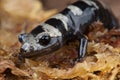 Marbled salamander Royalty Free Stock Photo