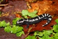 Marbled Salamander (Ambystoma opacum)