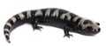 Marbled Salamander, Ambystoma opacum Royalty Free Stock Photo