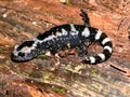 Marbled Salamander Illinois Wildlife