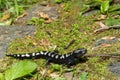 Marbled Salamander Royalty Free Stock Photo