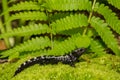 Marbled Salamander Royalty Free Stock Photo