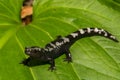 Marbled Salamander Royalty Free Stock Photo