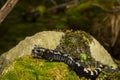 Marbled Salamander Royalty Free Stock Photo