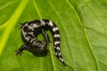 Marbled Salamander Royalty Free Stock Photo