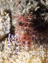 Marbled shrimp Royalty Free Stock Photo