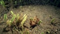 Marbled shrimp Saron cf.5 marmoratus on the sand in Zulu sea Dumaguete