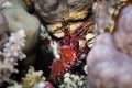 Marbled shrimp Saron marmoratus sitting in a crevice close up.