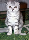 Marbled silver Scottish fold cat