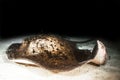 Marbled Stingray