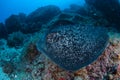 Marbled Stingray Swimming in Cocos Island