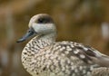 Marbled Teal