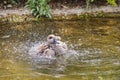 Marbled Teal Duck Bathing