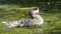 Marbled Teal Duck Royalty Free Stock Photo